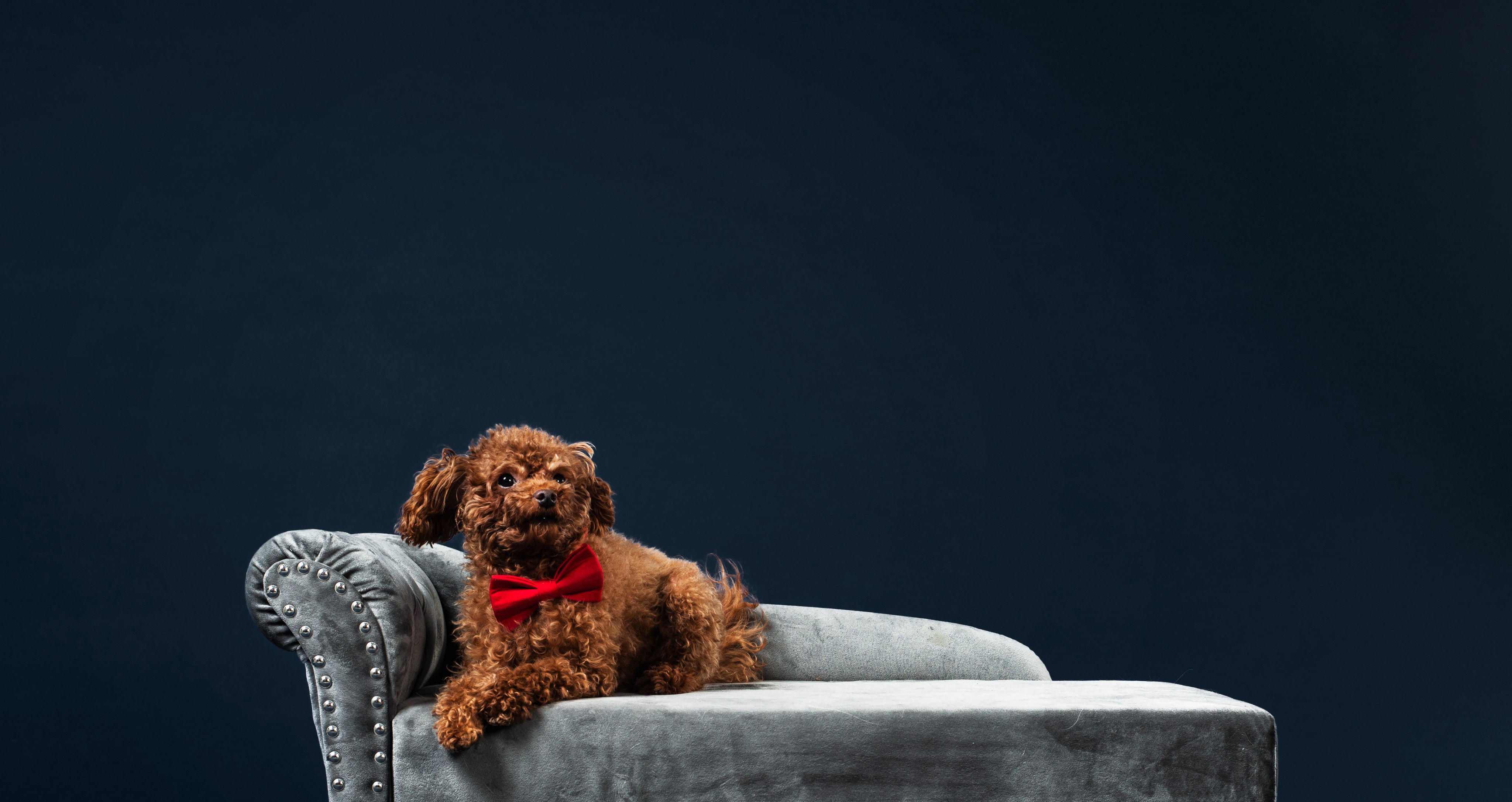 Pet Essentials